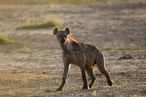 Spotted Hyena