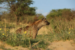 Spotted Hyena