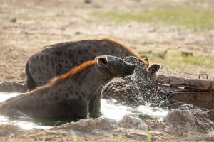 Spotted Hyena