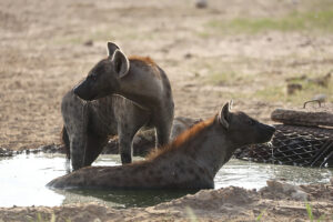 Spotted Hyena