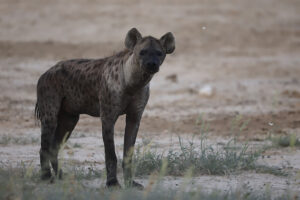 Spotted Hyena