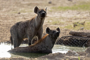 Spotted Hyena