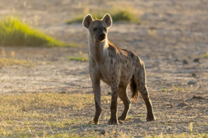 Spotted Hyena