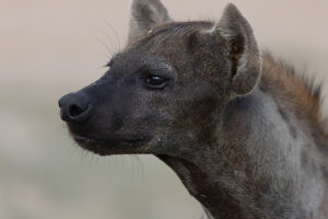 Spotted Hyena