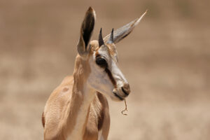 Springbok