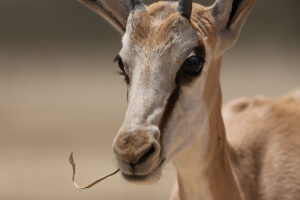 Springbok