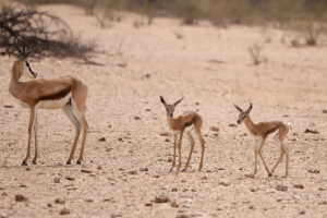 Springbok