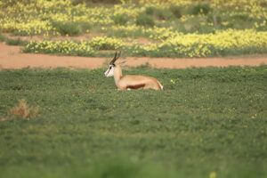 Springbok