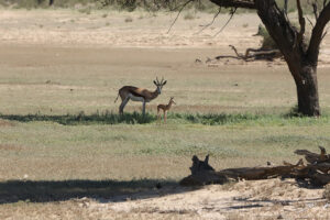 Springbok