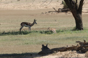 Springbok