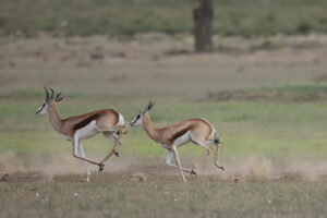 Springbok