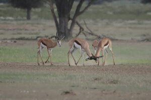 Springbok