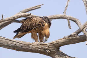 Tawny Eagle