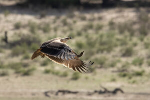 Tawny Eagle