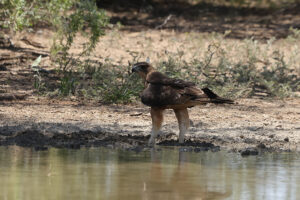 Tawny Eagle