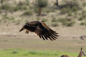 Tawny Eagle