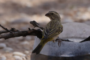 White Throated Canary