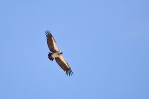 White backed Vulture