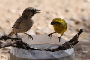 Yellow Canary