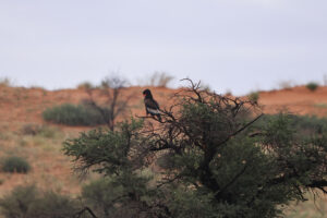 Bateleur