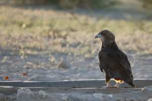 Bateleur