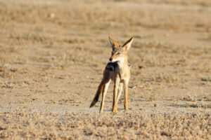 Black Backed Jackal