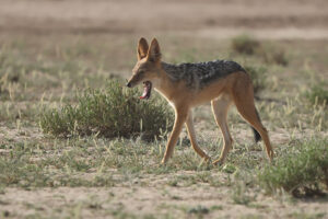 Black Backed Jackal