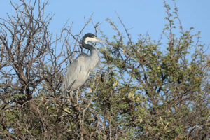 Black Headed Heron