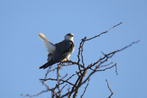 Black winged Kite