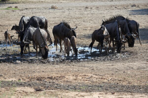 Blue Wildebeest