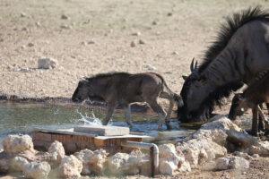 Blue Wildebeest