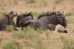 Blue Wildebeest