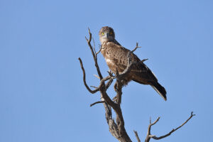 Brown Snake Eagle