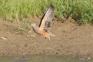 Burchells Sandgrouse