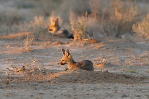 Cape Fox