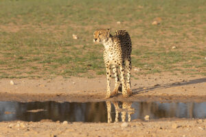 Cheetah