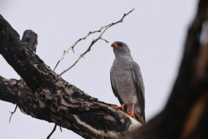 Gabar Goshawk