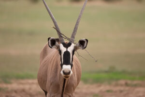 Gemsbok