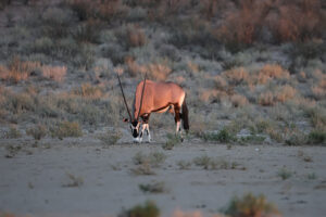 Gemsbok