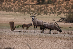 Gemsbok_