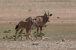 Gemsbok_