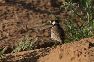 Grey Backed Sparrow Lark