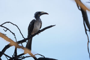 Grey Hornbill