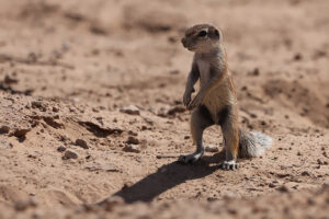 Ground Squirrel