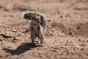 Ground Squirrel