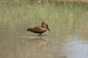 Hamerkop