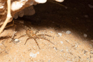 Huntsman spider