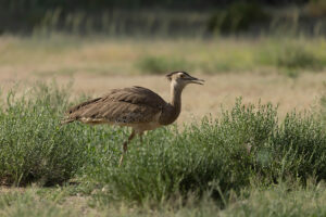 Kori Bustard