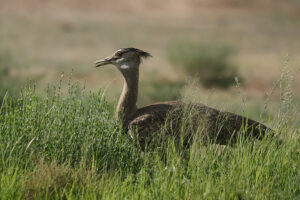 Kori Bustard