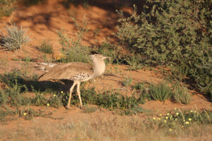 Kori Bustard